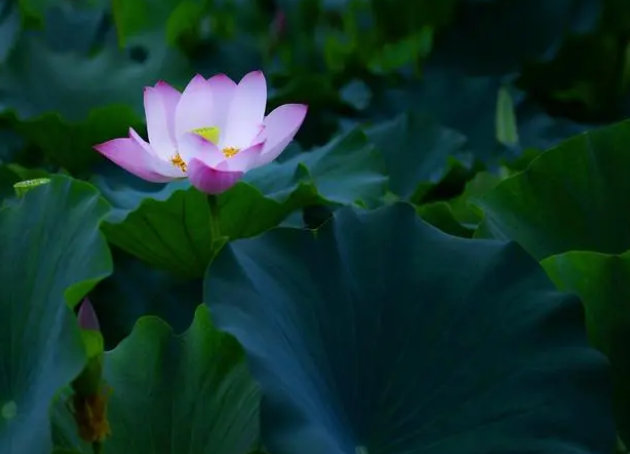 慢慢地,人生才最美(唯美)