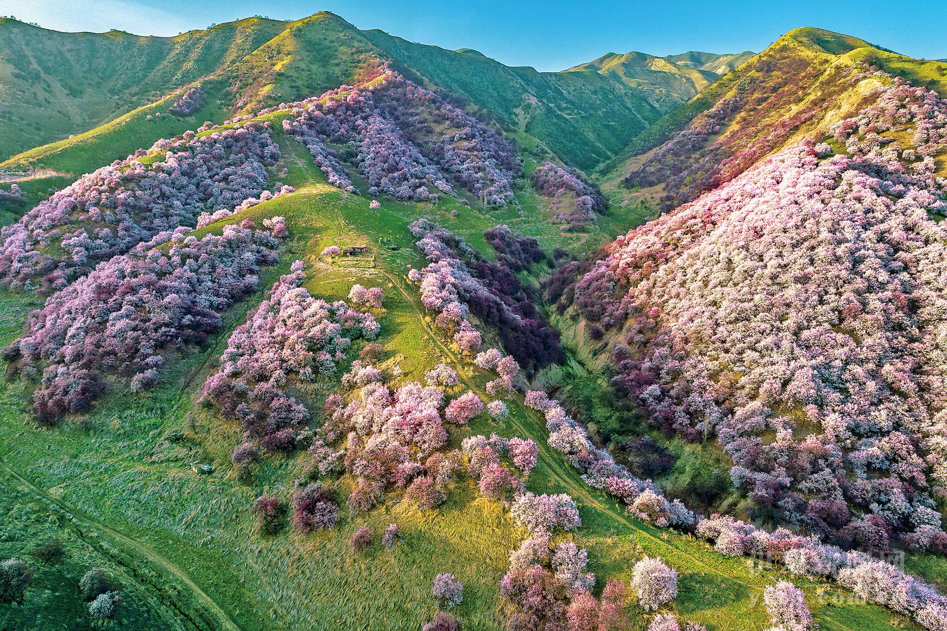 伊犁好玩的地方有哪些景点 最美人间四月天——伊犁美景入画来(一)