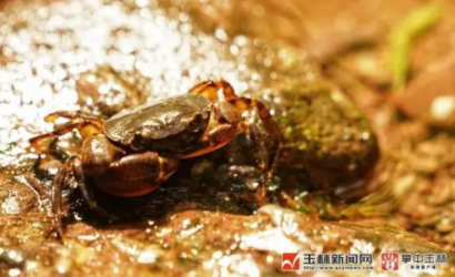 优秀！广西17岁少年发现新物种